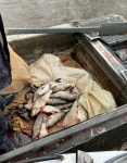 В Октябрьском районе отделом дознания возбуждено уголовное дело по факту незаконного вылова рыбы