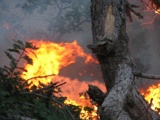 Обращение главы Октябрьского района в связи с лесными пожарами в ХМАО - Югре